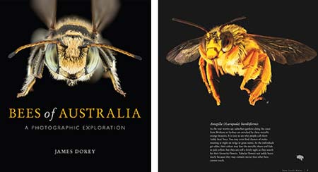 Bees of Australia by James Dorey