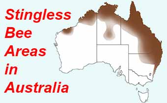 stingless bee distribution in Australia